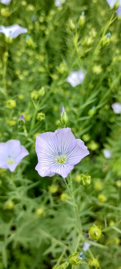 Linho Azul - Linum usitatissimum - 100 Sementes - loja online