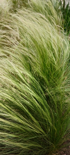 Stipa capillada - Grama Agulha - Grama ornamental - Sementes - loja online