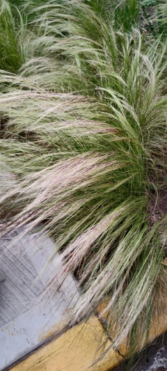 Stipa capillada - Grama Agulha - Grama ornamental - Sementes - Plantamundo