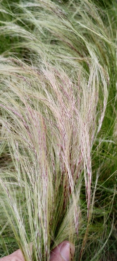 Stipa capillada - Grama Agulha - Grama ornamental - Sementes na internet