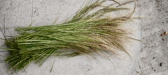 Stipa capillada - Grama Agulha - Grama ornamental - Sementes - comprar online