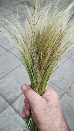 Stipa capillada - Grama Agulha - Grama ornamental - Sementes