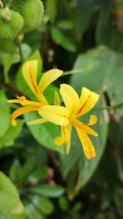 Maracá - Canna glauca - Sementes - comprar online