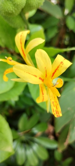 Maracá - Canna glauca - Sementes
