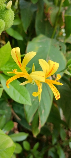 Maracá - Canna glauca - Sementes na internet