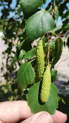 Betula pendula - Vidoeiro - 20 Sementes - Plantamundo