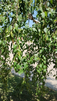 Betula pendula - Vidoeiro - 20 Sementes - loja online