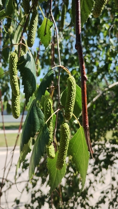 Imagem do Betula pendula - Vidoeiro - 20 Sementes