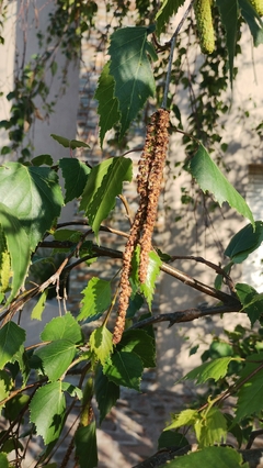 Betula pendula - Vidoeiro - 20 Sementes na internet