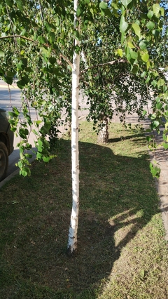 Betula pendula - Vidoeiro - 20 Sementes