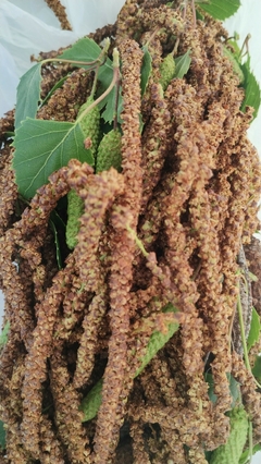 Betula pendula - Vidoeiro - 20 Sementes - comprar online