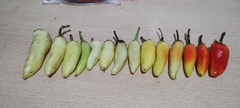 Pimenta Aji Limo Branco - Capsicum - Sementes - Plantamundo