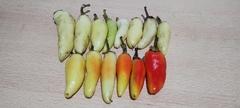 Pimenta Aji Limo Branco - Capsicum - Sementes na internet