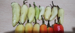 Pimenta Aji Limo Branco - Capsicum - Sementes - comprar online