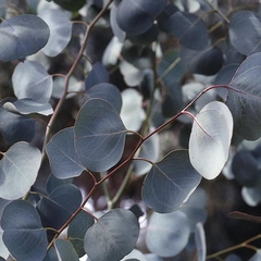 Silver Dollar - Red Box Eucalypto - Eucalyptus polyanthus