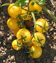 Tomate Yellow Olle - Tomate Cereja Cherry Amarelo