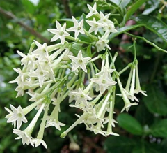 Imagem do Dama do Dia - Cestrum nocturnum - Sementes Flor mais perfumada do mundo!