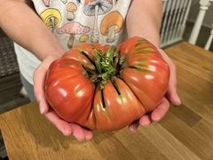 Tomate Abe Lincoln - Heirloom ou Crioulo de USA