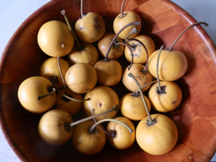 Abrico da Praia - Mimusops commersonii - Frutífera - Mudas