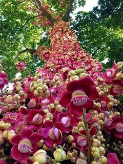 Abrico de Macaco - Árvore Balas de canhão - Couroupita guianensis - Mudas