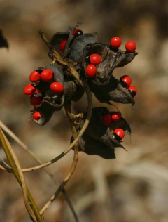 Olho de Cabra - Abrus precatorius - Trepadeira - Sementes - Plantamundo