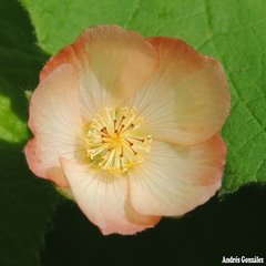 Lanterninha Japonesa - Lanterna Chinesa - Malvavisco - Abutilon pauciflorum - Sementes na internet