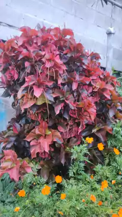 Flamengueira - Acalifa - Acalypha wilkesiana na internet