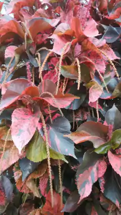 Flamengueira - Acalifa - Acalypha wilkesiana - loja online