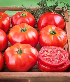 Tomate Ace 55 - 50 sementes por oferta!!