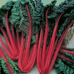 Acelga Ruby - Acelga Vermelha - Swiss Chards
