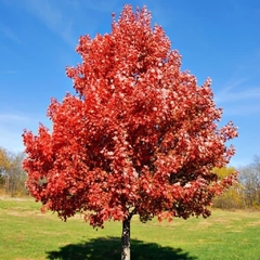 Acer rubrum - Acer vermelho - Red Maple - Bonsai ou Árvore na internet