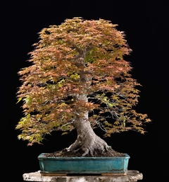 Acer Saccharum Bordo-açucareiro Produz Melaço!!! - Bonsai ou Árvore