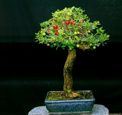 Kit Bonsai na internet