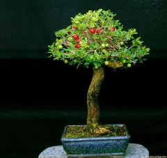 Acerola Gigante - - comprar online