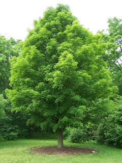Imagem do Acer Saccharum Bordo-açucareiro Produz Melaço!!! - Bonsai ou Árvore
