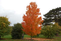 Acer Saccharum Bordo-açucareiro Produz Melaço!!! - Bonsai ou Árvore - loja online