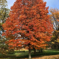 Acer Saccharum Bordo-açucareiro Produz Melaço!!! - Bonsai ou Árvore - Plantamundo