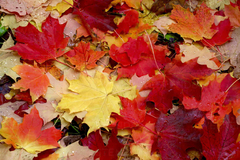 Acer Saccharum Bordo-açucareiro Produz Melaço!!! - Bonsai ou Árvore - comprar online