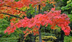 Acer Saccharum Bordo-açucareiro Produz Melaço!!! - Bonsai ou Árvore