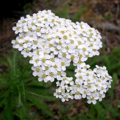 Novalgina - Mil em Ramas - Achillea millefolium - Flor - Planta medicinal