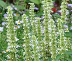 Agastache Branco - Hissopo Branco - Hyssopus mexicana alba Erva culinaria e medicinal - comprar online