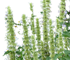 Agastache Branco - Hissopo Branco - Hyssopus mexicana alba Erva culinaria e medicinal