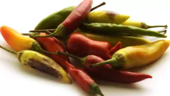 Pimenta Aji Panka - Aji Panca - Aji Cafe - Aji Rojo Peruano - Capsicum chinense