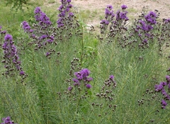 Alecrim do Campo - Vernonia nudiflora - Erva Medicinal - Sementes - comprar online
