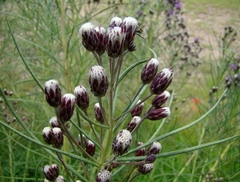 Alecrim do Campo - Vernonia nudiflora - Erva Medicinal - Sementes na internet