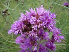 Imagem do Alecrim do Campo - Vernonia nudiflora - Erva Medicinal - Sementes