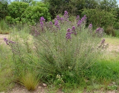 Alecrim do Campo - Vernonia nudiflora - Erva Medicinal - Sementes - loja online