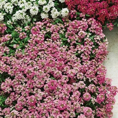 Alisso Easter Bouquet - Flor De Mel - Alyssium - Lobularia maritima x 100 sementes