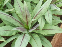 Almeirão roxo - Azedinha - Lactuca canadensis - PANC - comprar online