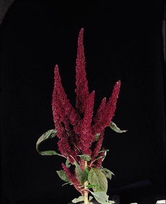 Amaranto Vermelho Anão - Amaranto Pygmy Torch - Amaranthus sanguineus nano - Sementes - Plantamundo
